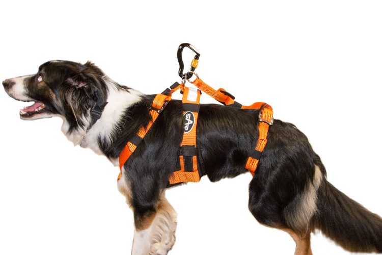 Dog cheap rescue harness